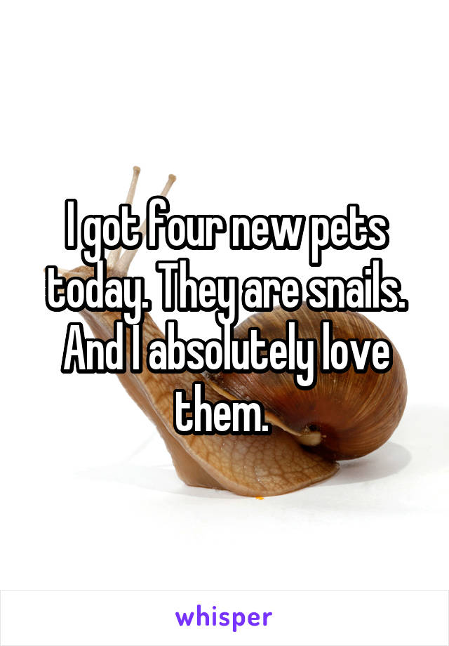 I got four new pets today. They are snails. And I absolutely love them. 