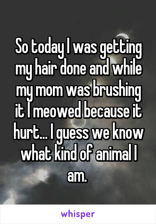 So today I was getting my hair done and while my mom was brushing it I meowed because it hurt... I guess we know what kind of animal I am. 