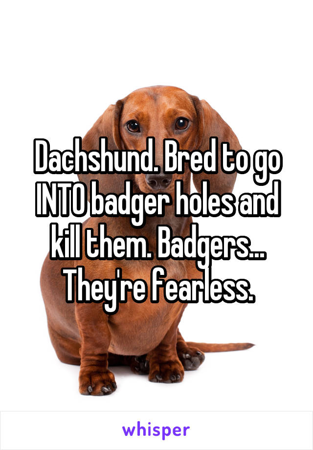 Dachshund. Bred to go INTO badger holes and kill them. Badgers... They're fearless.
