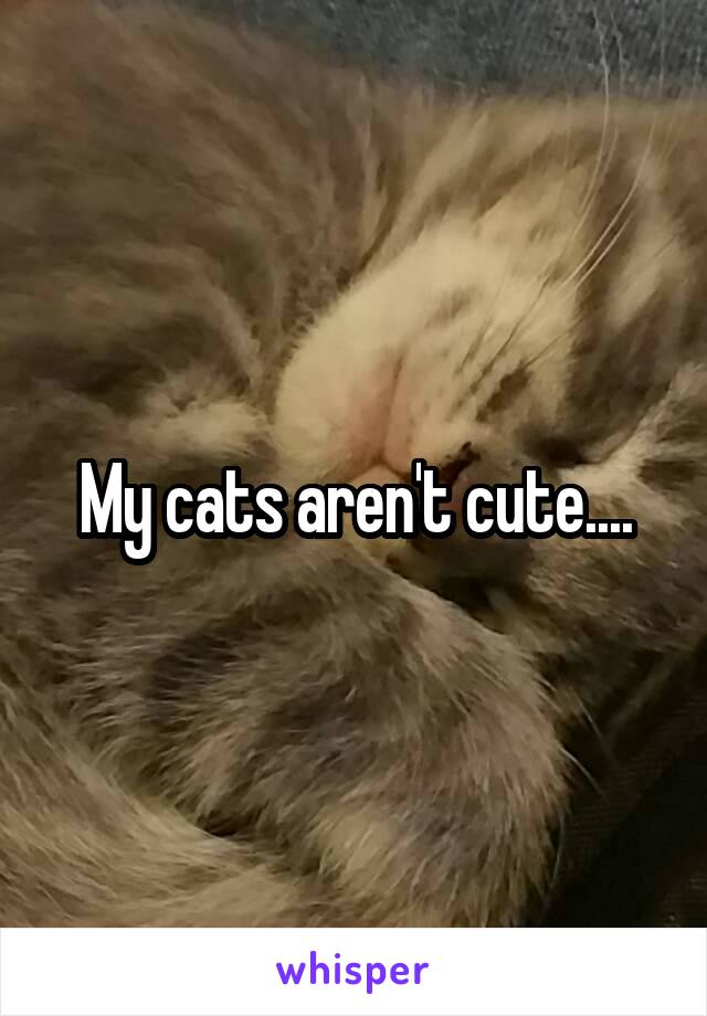 My cats aren't cute....