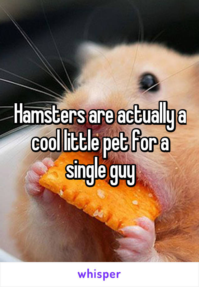 Hamsters are actually a cool little pet for a single guy