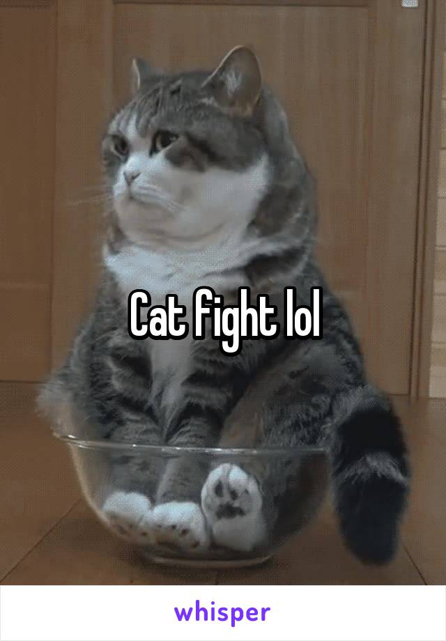 Cat fight lol