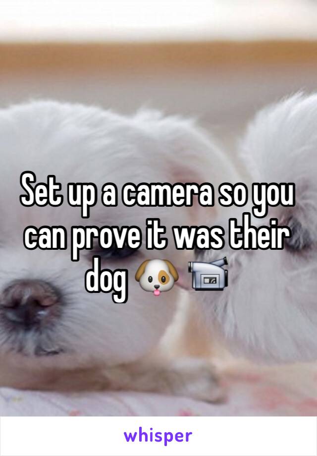 Set up a camera so you can prove it was their dog 🐶 📹