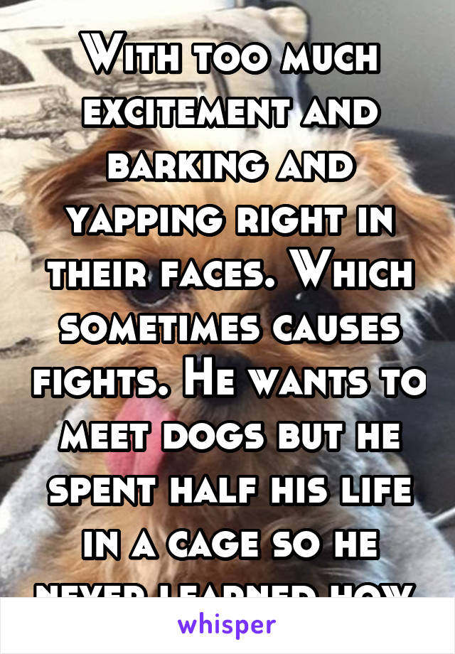 With too much excitement and barking and yapping right in their faces. Which sometimes causes fights. He wants to meet dogs but he spent half his life in a cage so he never learned how.