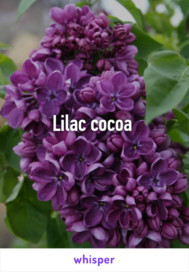 Lilac cocoa 
