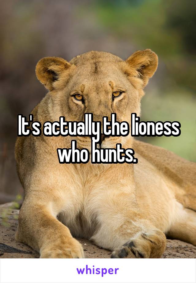 It's actually the lioness who hunts. 