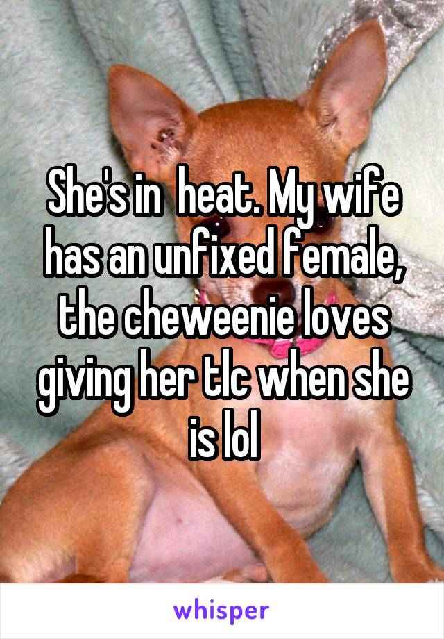 She's in  heat. My wife has an unfixed female, the cheweenie loves giving her tlc when she is lol