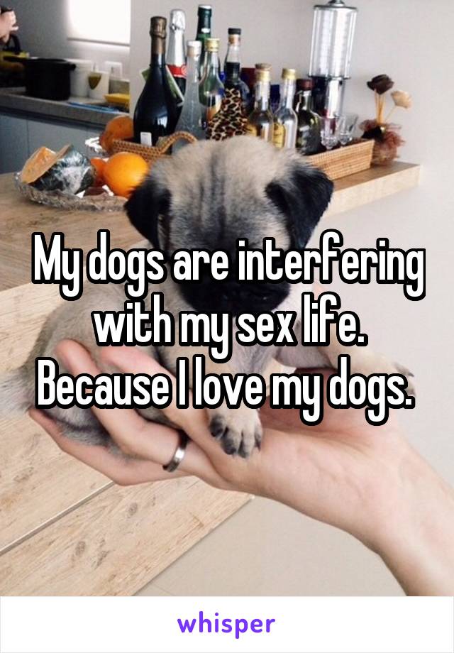 My dogs are interfering with my sex life. Because I love my dogs. 