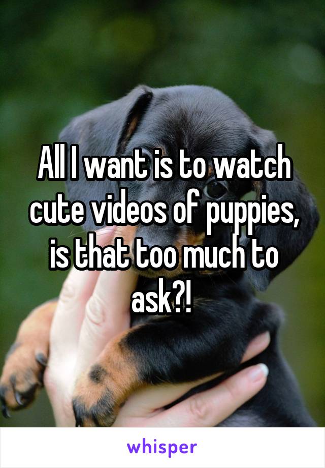 All I want is to watch cute videos of puppies, is that too much to ask?! 