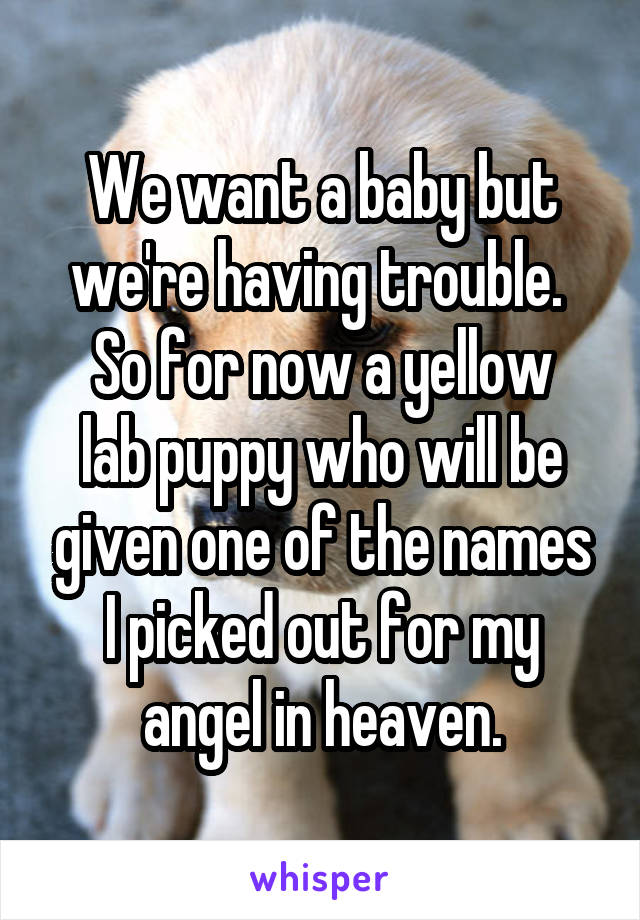 We want a baby but we're having trouble. 
So for now a yellow lab puppy who will be given one of the names I picked out for my angel in heaven.