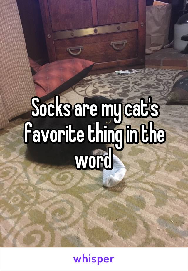 Socks are my cat's favorite thing in the word 