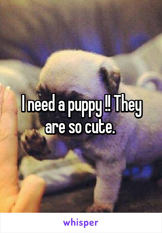 I need a puppy !! They are so cute. 