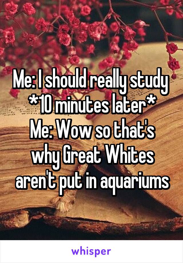 Me: I should really study 
*10 minutes later*
Me: Wow so that's why Great Whites aren't put in aquariums