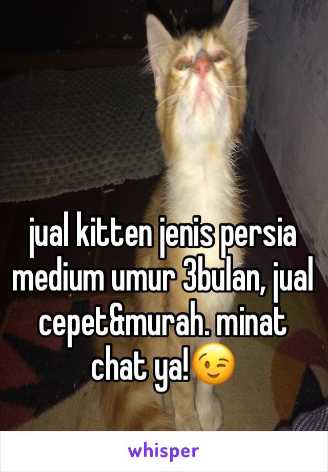 jual kitten jenis persia medium umur 3bulan, jual cepet&murah. minat chat ya!😉