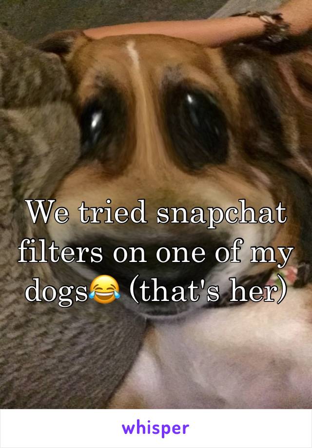 We tried snapchat filters on one of my dogs😂 (that's her)