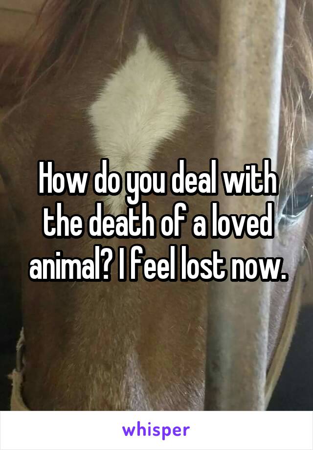 How do you deal with the death of a loved animal? I feel lost now.