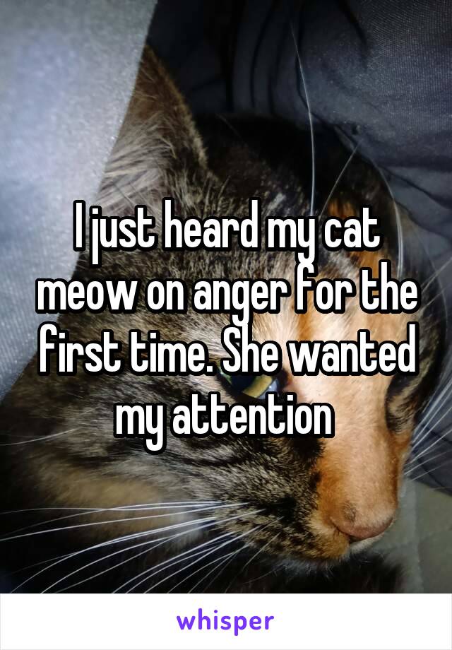 I just heard my cat meow on anger for the first time. She wanted my attention 