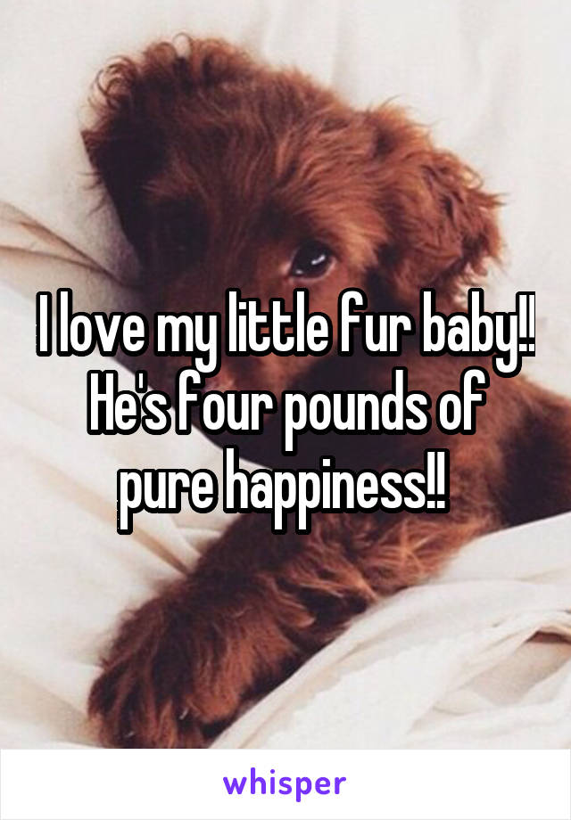 I love my little fur baby!! He's four pounds of pure happiness!! 