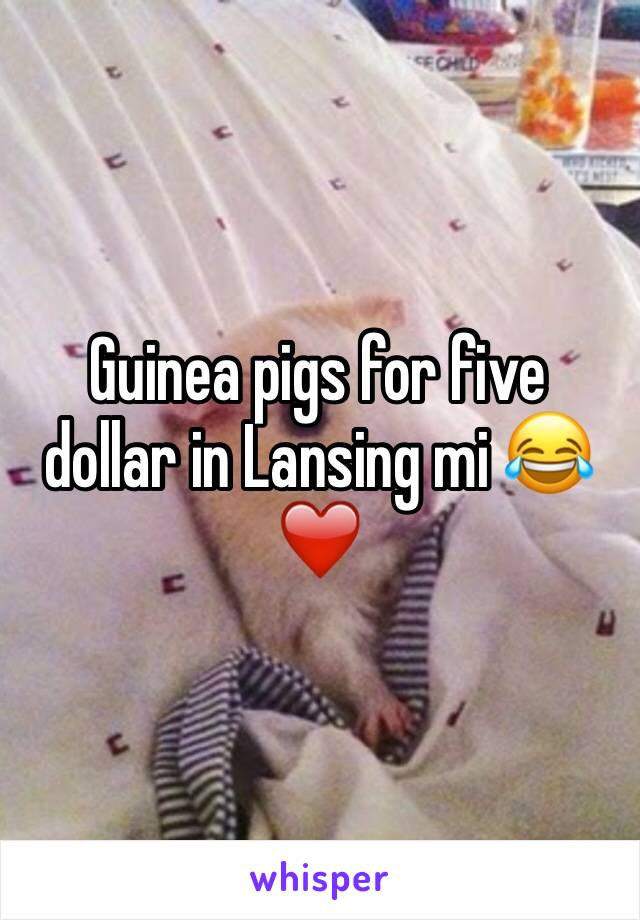 Guinea pigs for five dollar in Lansing mi 😂❤️