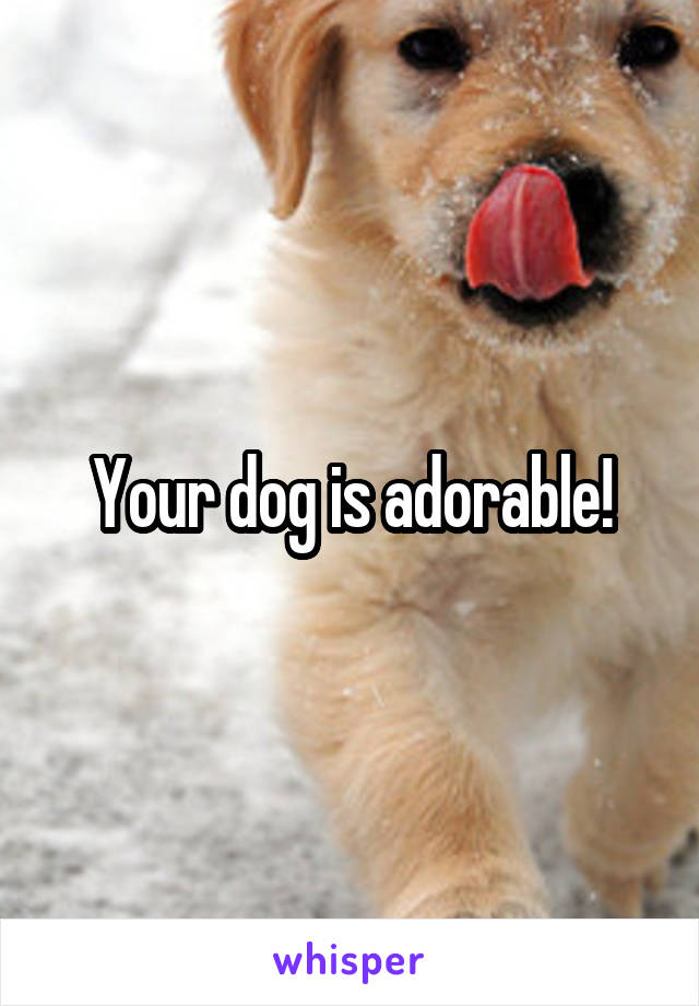 Your dog is adorable!