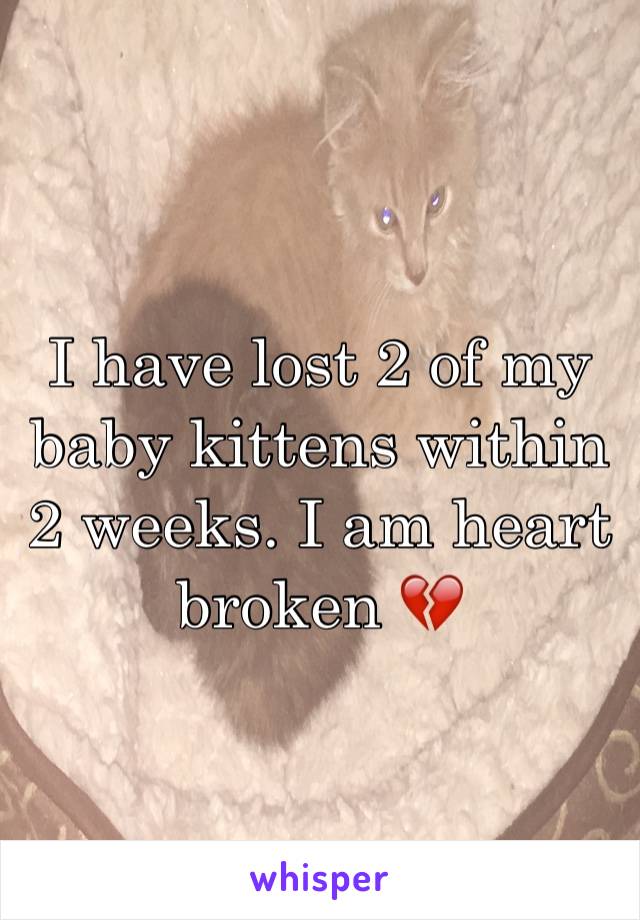 I have lost 2 of my baby kittens within 2 weeks. I am heart broken 💔