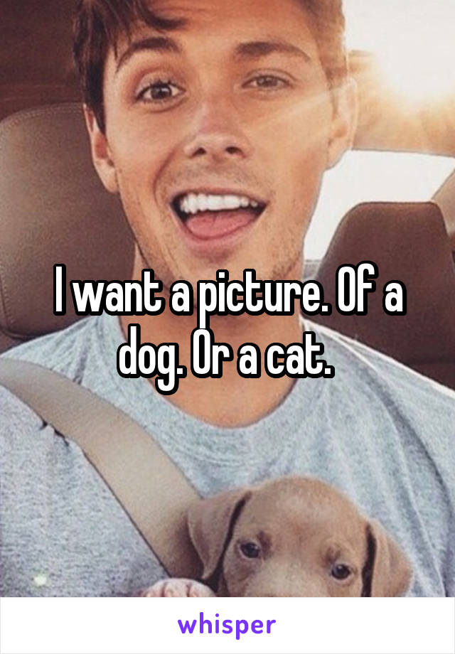 I want a picture. Of a dog. Or a cat. 