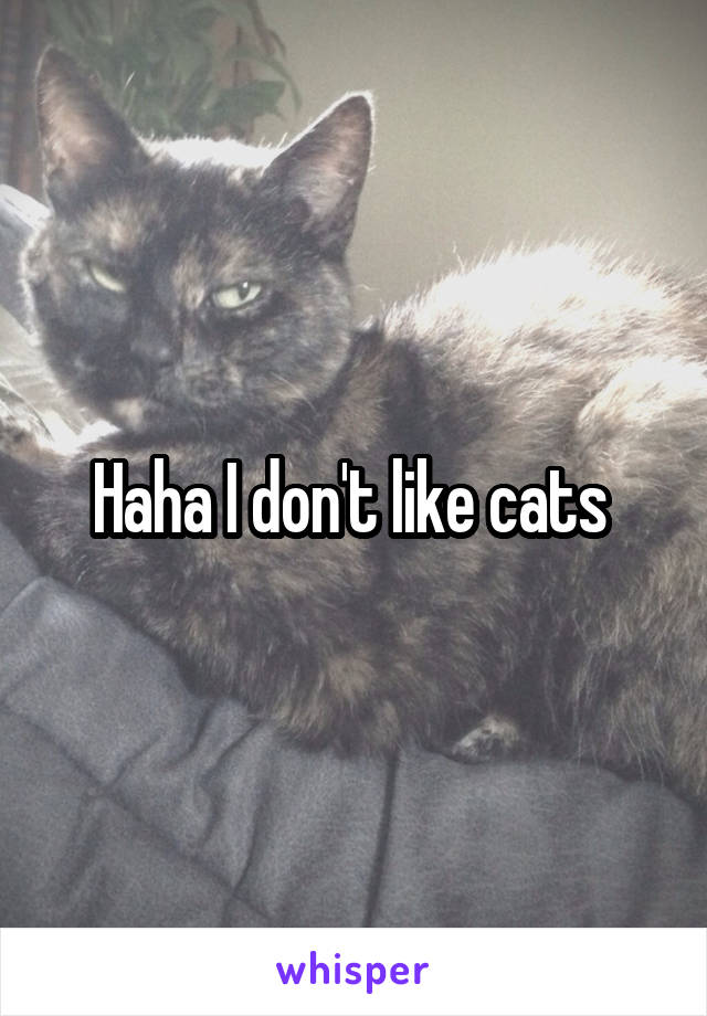 Haha I don't like cats 