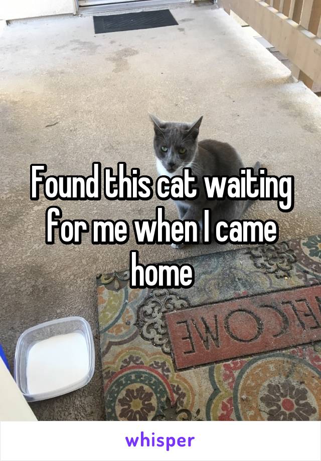 Found this cat waiting for me when I came home