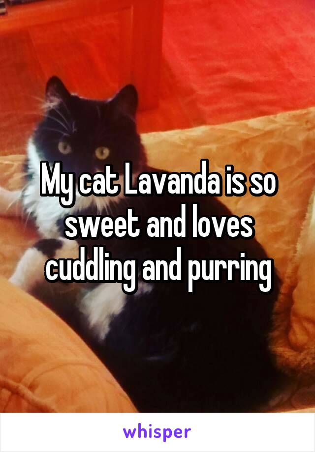 My cat Lavanda is so sweet and loves cuddling and purring