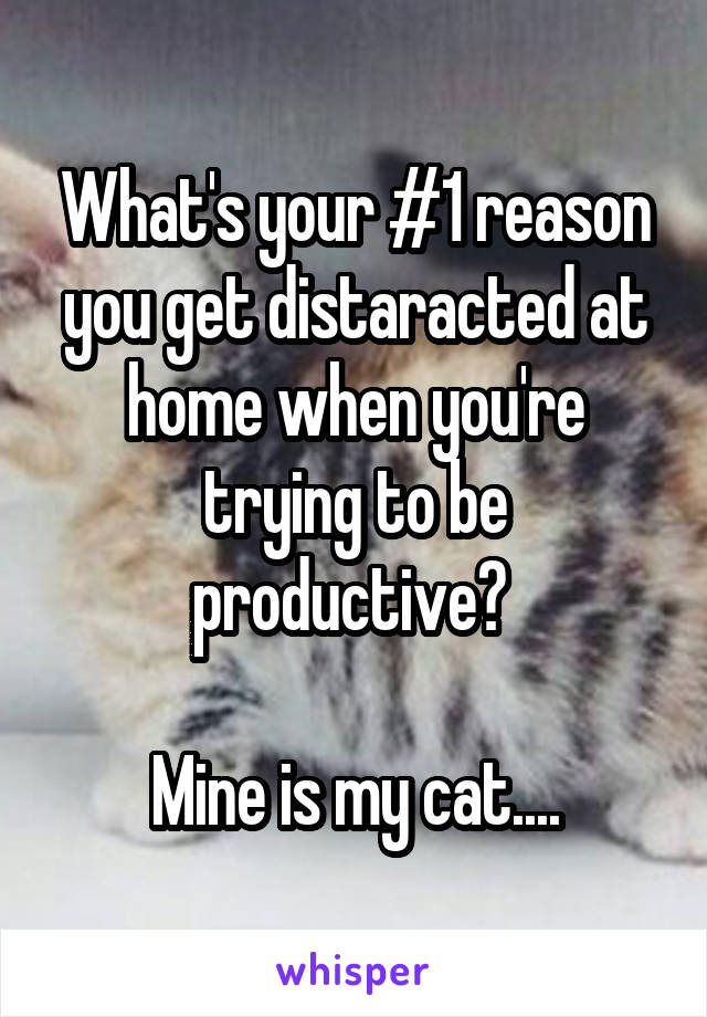 What's your #1 reason you get distaracted at home when you're trying to be productive? 

Mine is my cat....