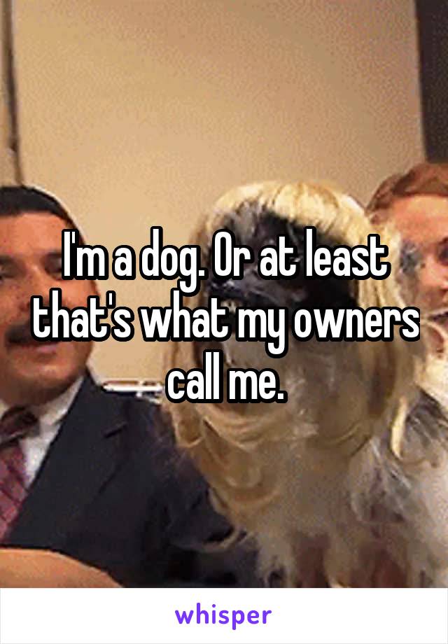 I'm a dog. Or at least that's what my owners call me.