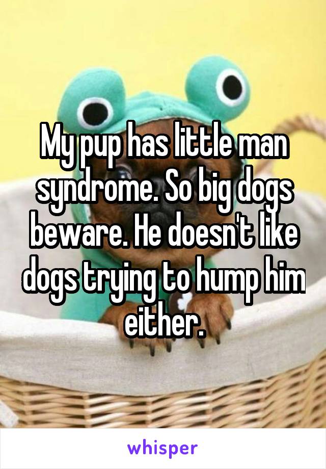 My pup has little man syndrome. So big dogs beware. He doesn't like dogs trying to hump him either.