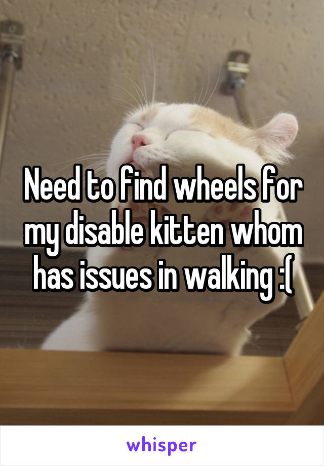 Need to find wheels for my disable kitten whom has issues in walking :(