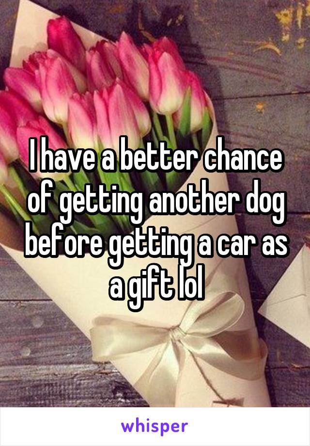 I have a better chance of getting another dog before getting a car as a gift lol