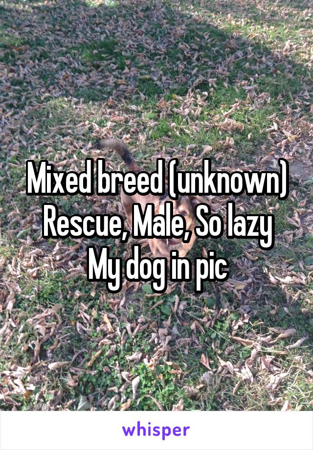 Mixed breed (unknown)
Rescue, Male, So lazy
My dog in pic