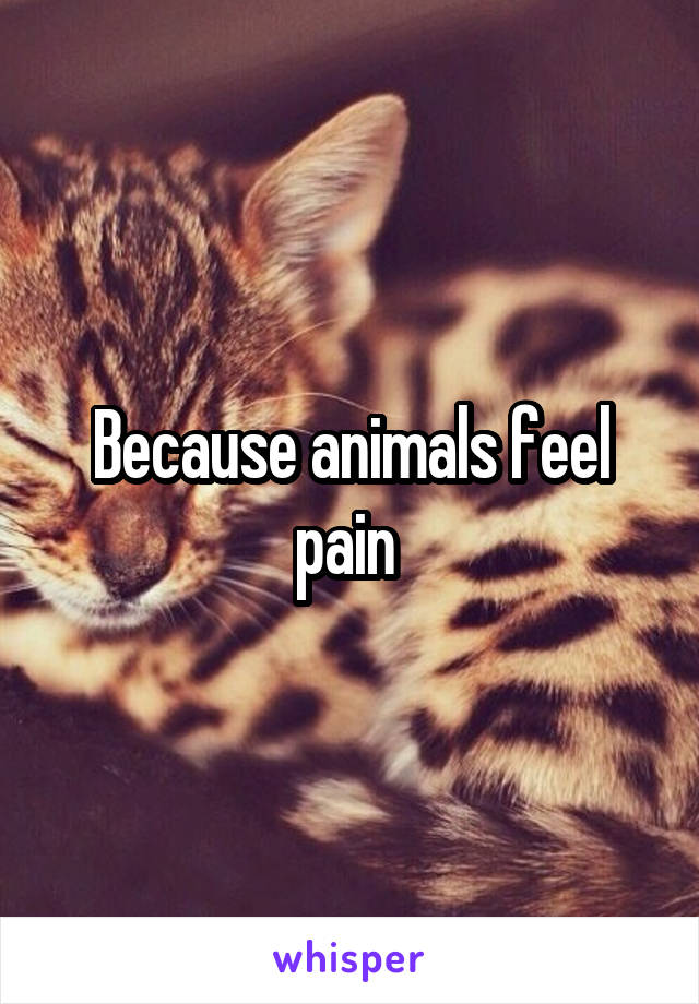 Because animals feel pain 