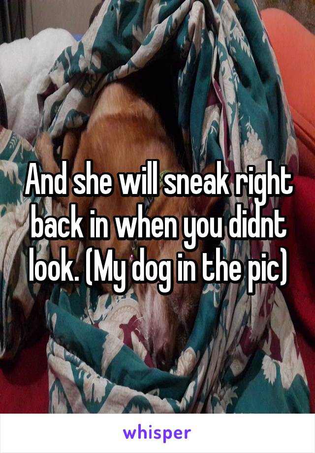 And she will sneak right back in when you didnt look. (My dog in the pic)