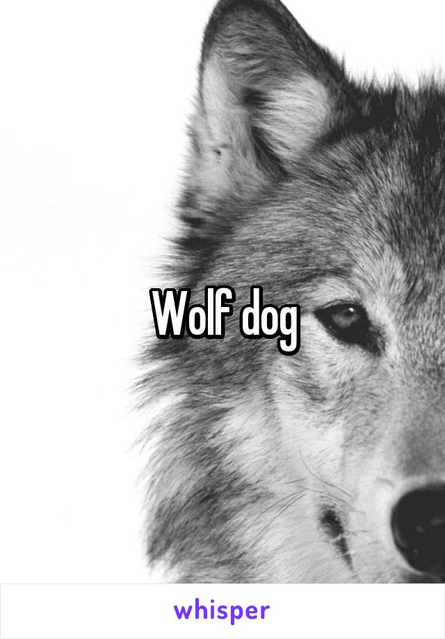 Wolf dog
