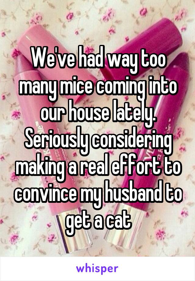 We've had way too many mice coming into our house lately. Seriously considering making a real effort to convince my husband to get a cat