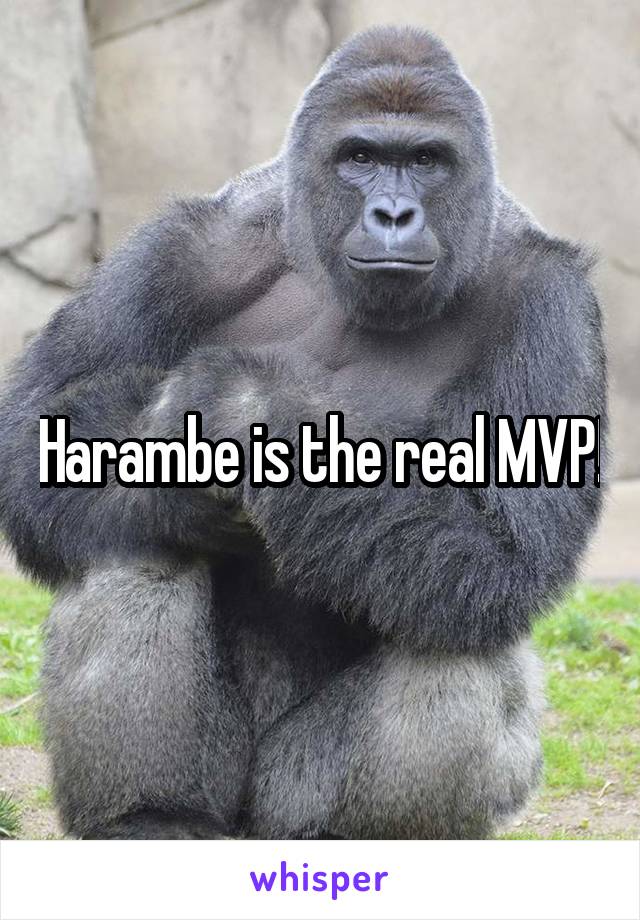 Harambe is the real MVP!
