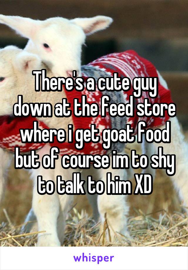 There's a cute guy down at the feed store where i get goat food but of course im to shy to talk to him XD