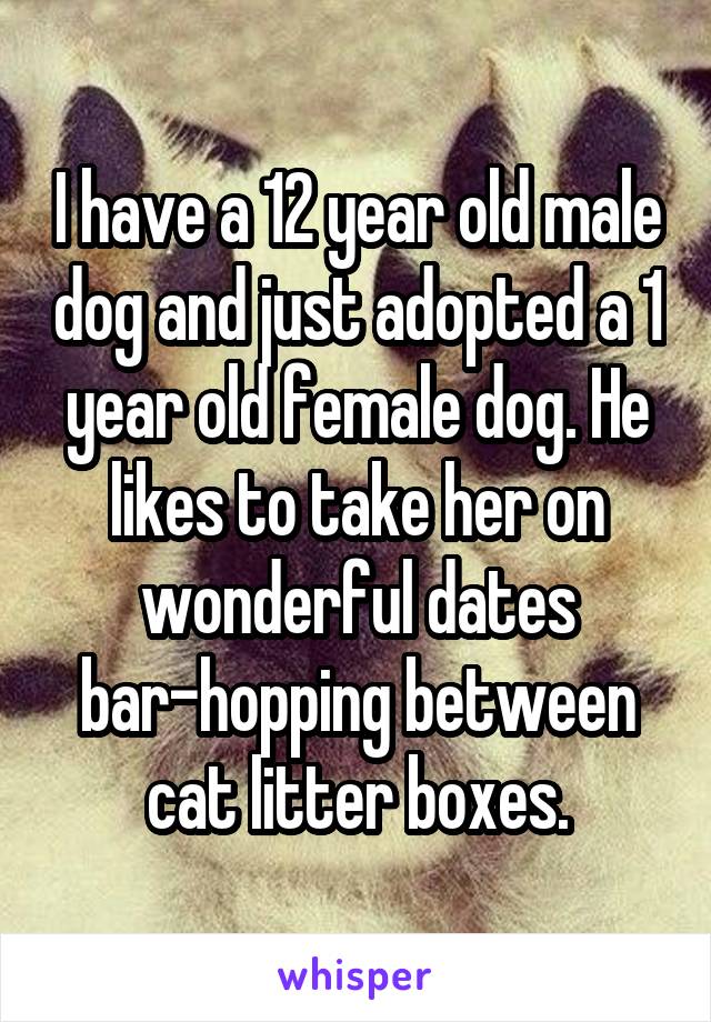 I have a 12 year old male dog and just adopted a 1 year old female dog. He likes to take her on wonderful dates bar-hopping between cat litter boxes.