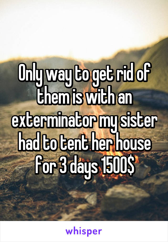 Only way to get rid of them is with an exterminator my sister had to tent her house for 3 days 1500$