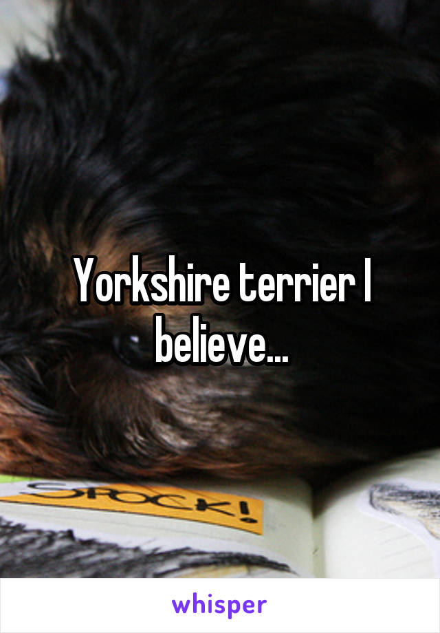 Yorkshire terrier I believe...