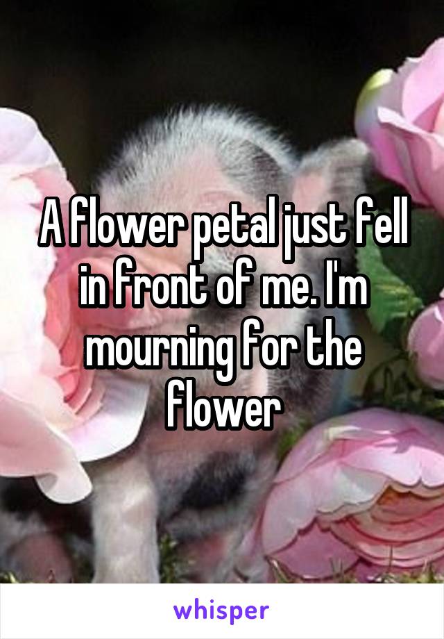 A flower petal just fell in front of me. I'm mourning for the flower