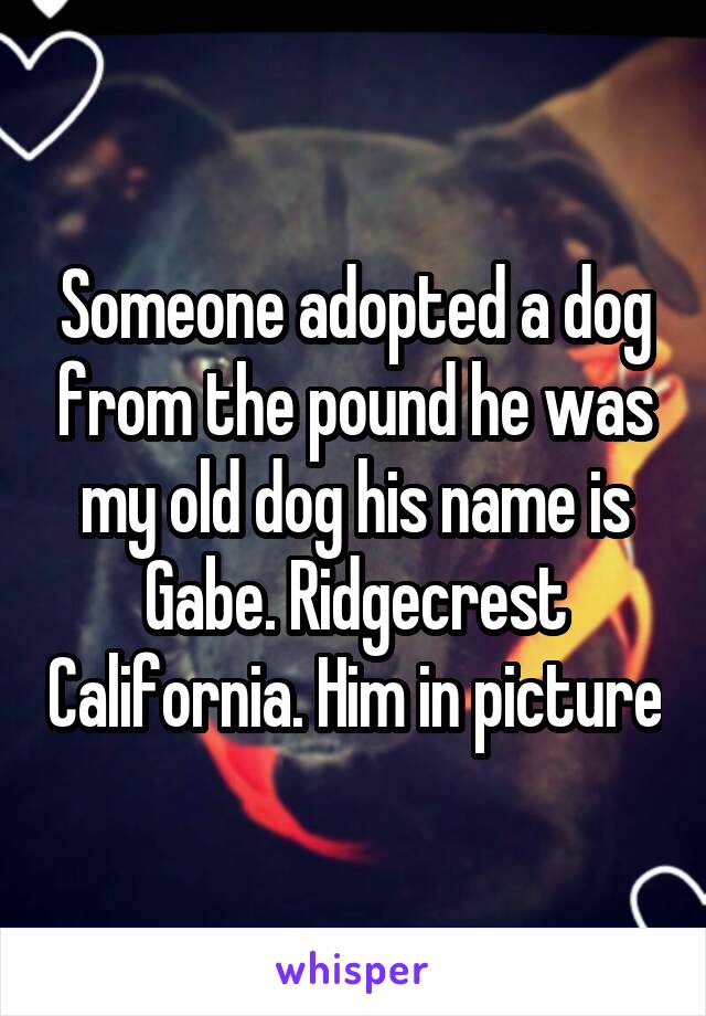 Someone adopted a dog from the pound he was my old dog his name is Gabe. Ridgecrest California. Him in picture