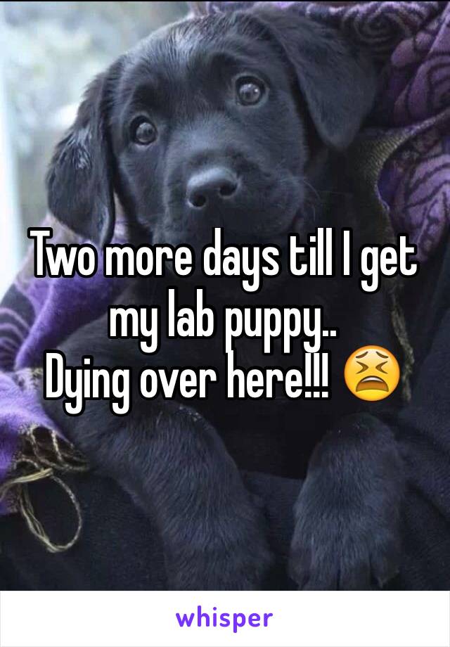 Two more days till I get my lab puppy..
Dying over here!!! 😫