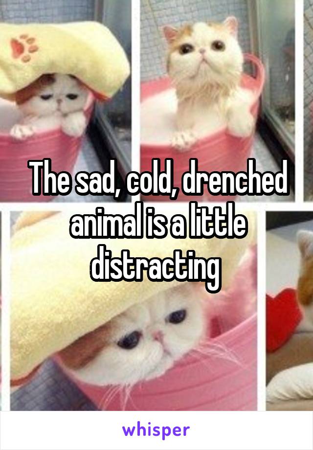 The sad, cold, drenched animal is a little distracting 