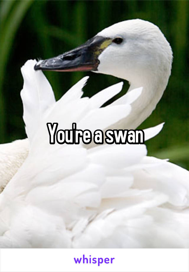 You're a swan