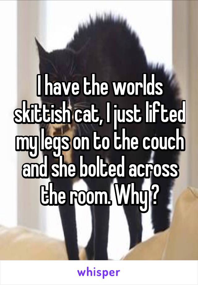 I have the worlds skittish cat, I just lifted my legs on to the couch and she bolted across the room. Why ?